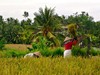 Sklizeň rýže na Bali